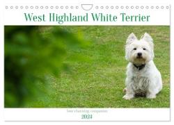 West Highland White Terrier - Your charming companion (Wall Calendar 2024 DIN A4 landscape), CALVENDO 12 Month Wall Calendar