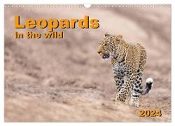 Leopards in the wild (Wall Calendar 2024 DIN A3 landscape), CALVENDO 12 Month Wall Calendar