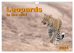 Leopards in the wild (Wall Calendar 2024 DIN A4 landscape), CALVENDO 12 Month Wall Calendar