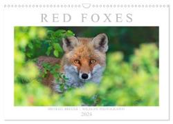 Red Foxes 2024 (Wall Calendar 2024 DIN A3 landscape), CALVENDO 12 Month Wall Calendar
