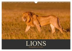 Lions ¿ Photographies de la faune (Calendrier mural 2024 DIN A3 vertical), CALVENDO calendrier mensuel