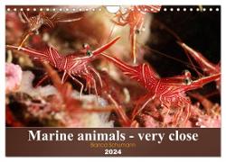 Marine animals - very close (Wall Calendar 2024 DIN A4 landscape), CALVENDO 12 Month Wall Calendar