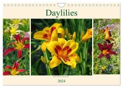 Daylilies - Delicate Beauties of the Summer (Wall Calendar 2024 DIN A4 landscape), CALVENDO 12 Month Wall Calendar