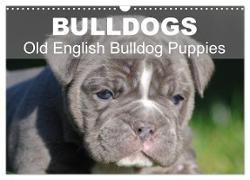 Bulldogs - Old English Bulldog Puppies (Wall Calendar 2024 DIN A3 landscape), CALVENDO 12 Month Wall Calendar