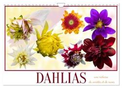 DAHLIAS une richesse de variétés et de noms (Calendrier mural 2024 DIN A4 vertical), CALVENDO calendrier mensuel