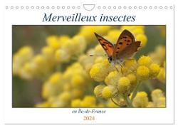 Merveilleux insectes en Île-de-France (Calendrier mural 2024 DIN A4 vertical), CALVENDO calendrier mensuel