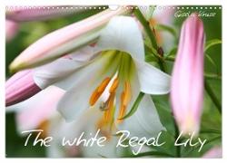 The white Regal Lily (Wall Calendar 2024 DIN A3 landscape), CALVENDO 12 Month Wall Calendar