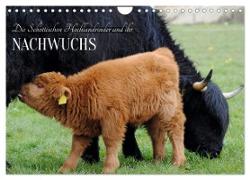 Die Schottischen Hochlandrinder und ihr Nachwuchs (Wandkalender 2024 DIN A4 quer), CALVENDO Monatskalender