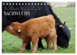 Die Schottischen Hochlandrinder und ihr Nachwuchs (Tischkalender 2024 DIN A5 quer), CALVENDO Monatskalender