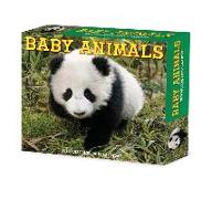 Baby Animals 2024 6.2 X 5.4 Box Calendar