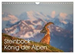 Steinbock - König der Alpen (Wandkalender 2024 DIN A4 quer), CALVENDO Monatskalender