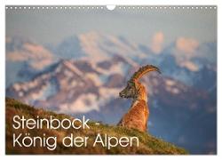 Steinbock - König der Alpen (Wandkalender 2024 DIN A3 quer), CALVENDO Monatskalender