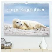 Junge Kegelrobben (hochwertiger Premium Wandkalender 2024 DIN A2 quer), Kunstdruck in Hochglanz
