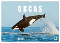 Orcas: Schwarz-weiße Giganten (Wandkalender 2024 DIN A2 quer), CALVENDO Monatskalender