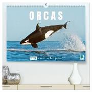 Orcas: Schwarz-weiße Giganten (hochwertiger Premium Wandkalender 2024 DIN A2 quer), Kunstdruck in Hochglanz