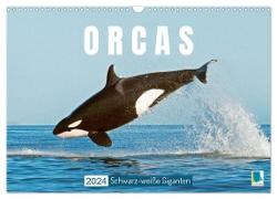 Orcas: Schwarz-weiße Giganten (Wandkalender 2024 DIN A3 quer), CALVENDO Monatskalender