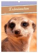 Erdmännchen - Eine Kolonie in der Kalahari (Wandkalender 2024 DIN A3 hoch), CALVENDO Monatskalender