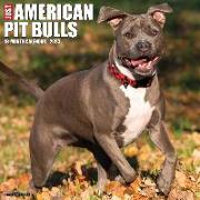 Just American Pit Bull Terriers 2024 12 X 12 Wall Calendar