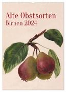 Alte Obstsorten - Birnen 2024 (Wandkalender 2024 DIN A2 hoch), CALVENDO Monatskalender