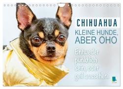 Chihuahua: Kleine Hunde, aber oho (Wandkalender 2024 DIN A4 quer), CALVENDO Monatskalender