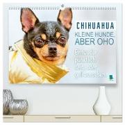 Chihuahua: Kleine Hunde, aber oho (hochwertiger Premium Wandkalender 2024 DIN A2 quer), Kunstdruck in Hochglanz