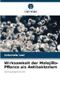 Wirksamkeit der Malojillo-Pflanze als Antibakterium
