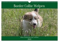 Border Collie Welpen - Kleine Wirbelwinde zum Verlieben (Wandkalender 2024 DIN A3 quer), CALVENDO Monatskalender