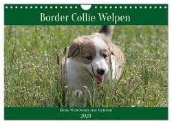 Border Collie Welpen - Kleine Wirbelwinde zum Verlieben (Wandkalender 2024 DIN A4 quer), CALVENDO Monatskalender