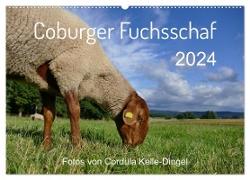 Coburger Fuchsschaf (Wandkalender 2024 DIN A2 quer), CALVENDO Monatskalender