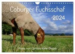 Coburger Fuchsschaf (Wandkalender 2024 DIN A4 quer), CALVENDO Monatskalender
