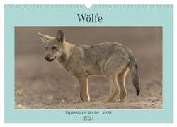 Wölfe, Impressionen aus der Lausitz (Wandkalender 2024 DIN A3 quer), CALVENDO Monatskalender