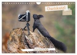 Oachkatzl (Wandkalender 2024 DIN A4 quer), CALVENDO Monatskalender
