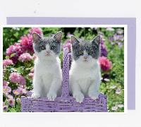 Doppelkarte. Fotokarte Kätzchen im Korb / blanko