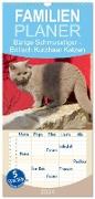 Familienplaner 2024 - Bärige Schmusetiger - Britisch Kurzhaar Katzen mit 5 Spalten (Wandkalender, 21 x 45 cm) CALVENDO