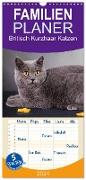Familienplaner 2024 - Britisch Kurzhaar Katzen mit 5 Spalten (Wandkalender, 21 x 45 cm) CALVENDO
