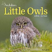 Audubon Little Owls Mini Wall Calendar 2025