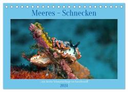 Meeres-Schnecken (Tischkalender 2024 DIN A5 quer), CALVENDO Monatskalender