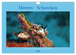 Meeres-Schnecken (Wandkalender 2024 DIN A4 quer), CALVENDO Monatskalender