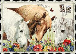 Postkarte. Pferde / blanko