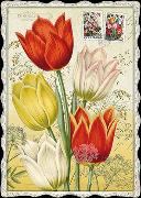 Postkarte. Tulpen / blanko