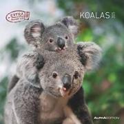 Koalas 2025 - Broschürenkalender 30x30 cm (30x60 geöffnet) - Kalender mit Platz für Notizen - koala bears - Bildkalender - Wandplaner - Bärenkalender