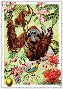 Postkarte. Sweet Memories. Wildlife-Edition, Orang-Utan / hoch