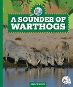 A Sounder of Warthogs