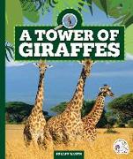 A Tower of Giraffes