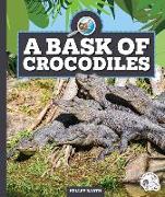 A Bask of Crocodiles