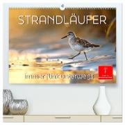 Strandläufer - immer flink unterwegs (hochwertiger Premium Wandkalender 2025 DIN A2 quer), Kunstdruck in Hochglanz