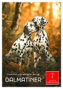 Dalmatiner - freundlich und temperamentvoll (Wandkalender 2025 DIN A2 hoch), CALVENDO Monatskalender