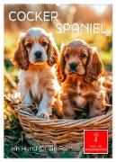Cocker Spaniel - ein Hund für die Familie (Wandkalender 2025 DIN A2 hoch), CALVENDO Monatskalender