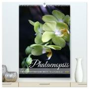 Phalaenopsis - Schöne Schmetterlingsorchideen (hochwertiger Premium Wandkalender 2024 DIN A2 hoch), Kunstdruck in Hochglanz