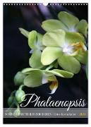 Phalaenopsis - Schöne Schmetterlingsorchideen (Wandkalender 2024 DIN A3 hoch), CALVENDO Monatskalender